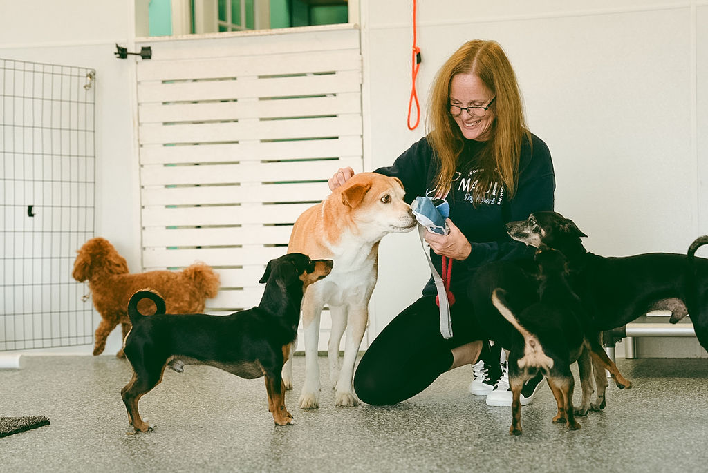 Dogs at Maui Dog Resort