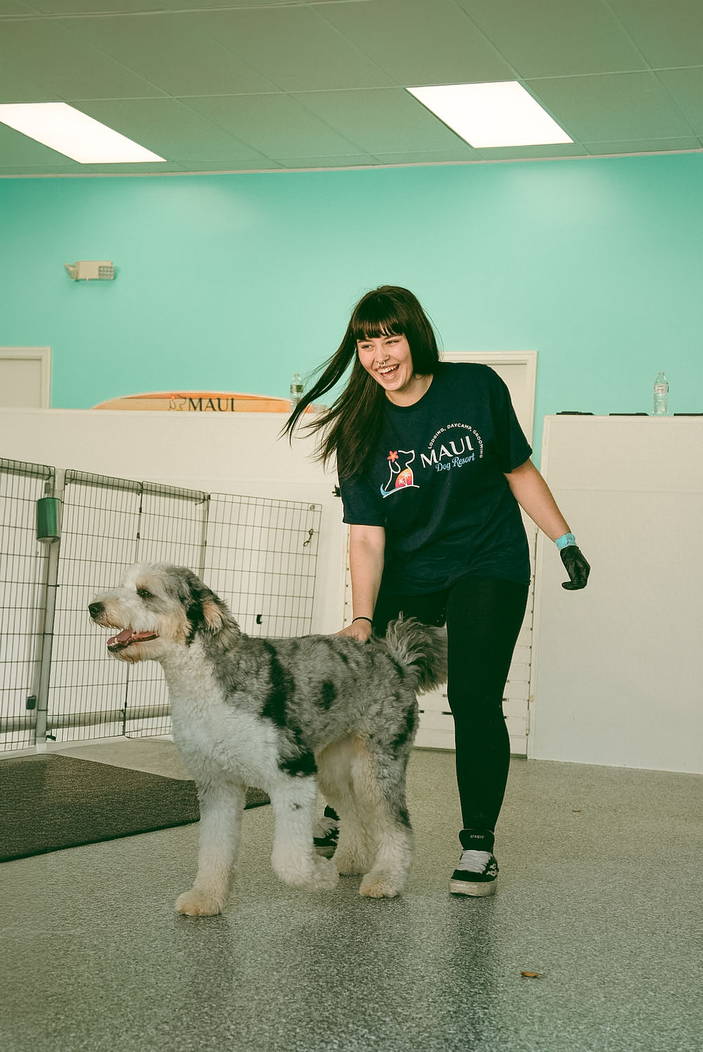Dogs at Maui Dog Resort