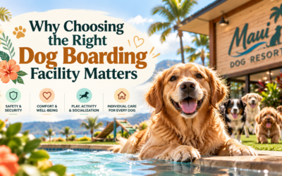 How to Choose the Best Dog Boarding in Maui