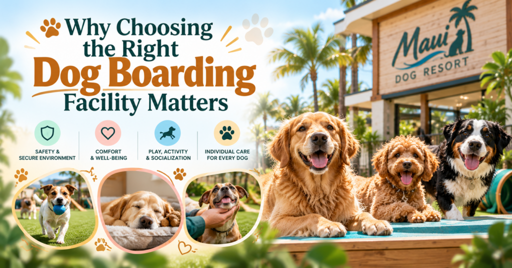 Comfortable dog boarding accommodations in Maui with a focus on pet comfort, safety, and personalized care.